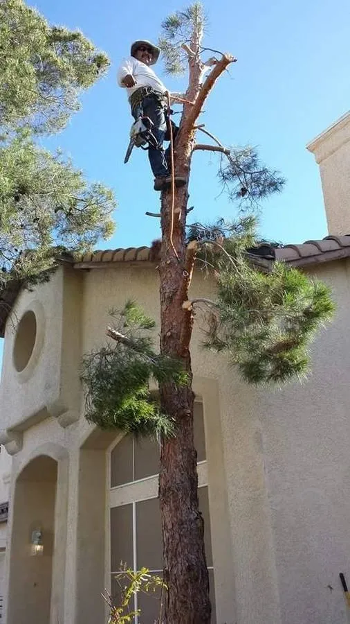 Local garden landscaping for residential properties across Las Vegas, NV - Manuel Tree Service
