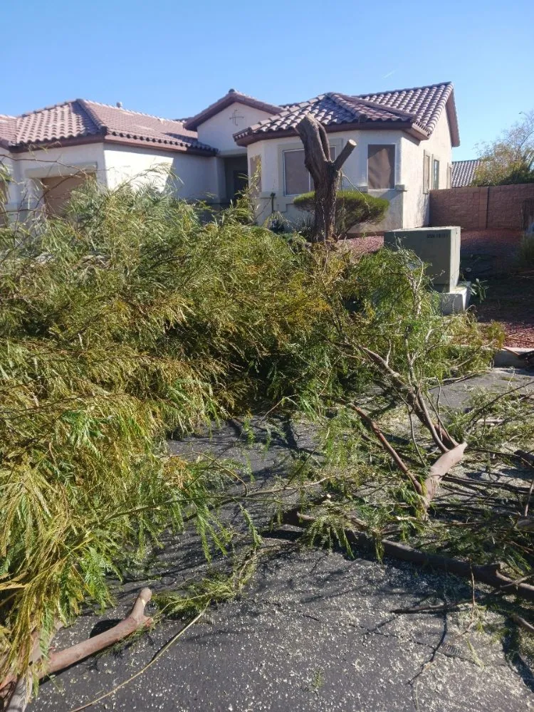 Local yard cleanup service for homes across Las Vegas, NV - Manuel Tree Service