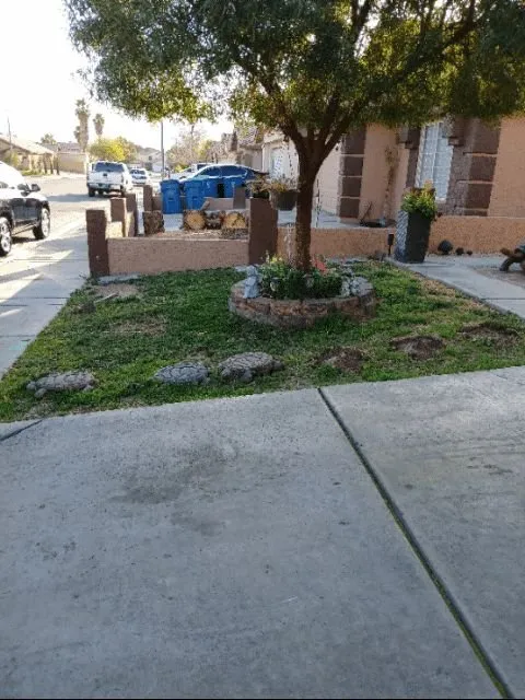 Expert yard cleanup service near you across Las Vegas, NV - Manuel Tree Service
