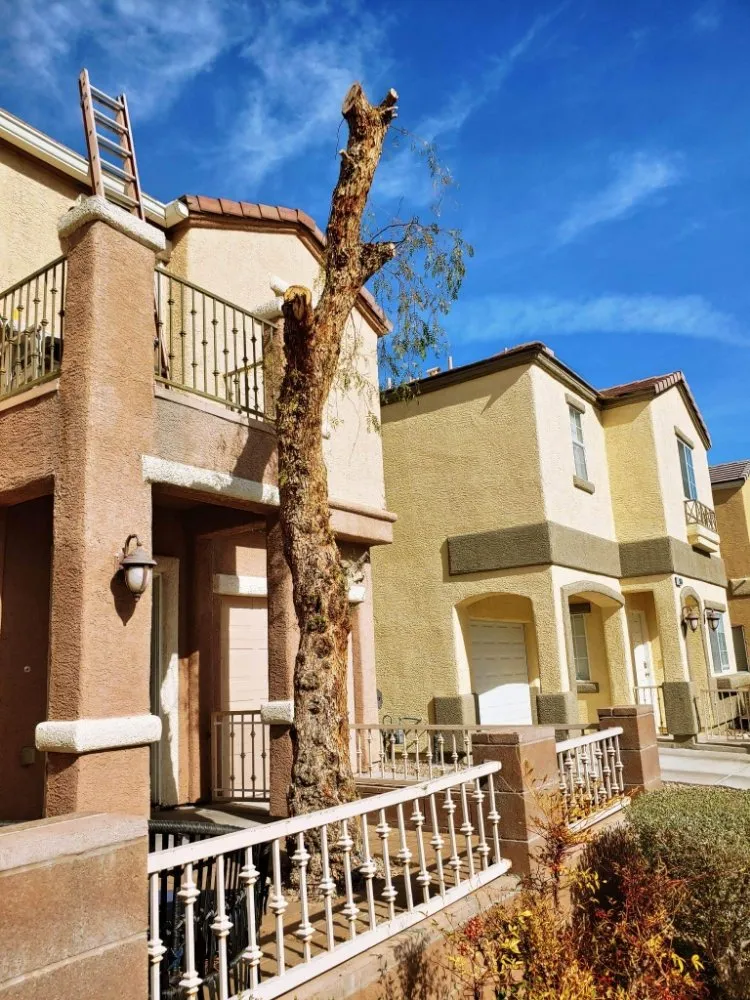 Local landscaping services with custom design across Las Vegas, NV - Manuel Tree Service