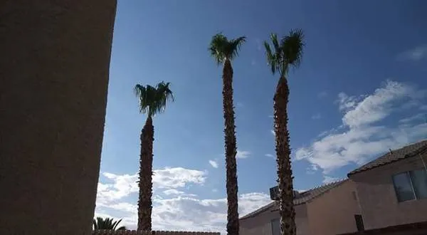 Expert residential landscaping in Las Vegas, NV - Manuel Tree Service