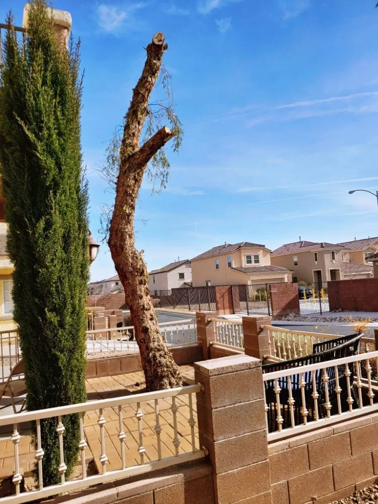 Trusted outdoor landscaping with custom design in Las Vegas, NV by Manuel Tree Service