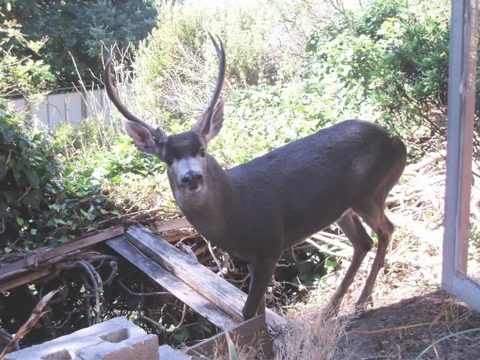 Custom landscape installation for outdoor upgrades in Berkeley, CA by Manuel Ventura Remodel / Landscape