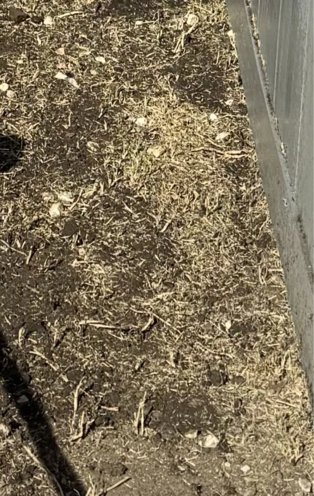 Professional yard maintenance experts serving West Covina, CA - Manuel's Gardening