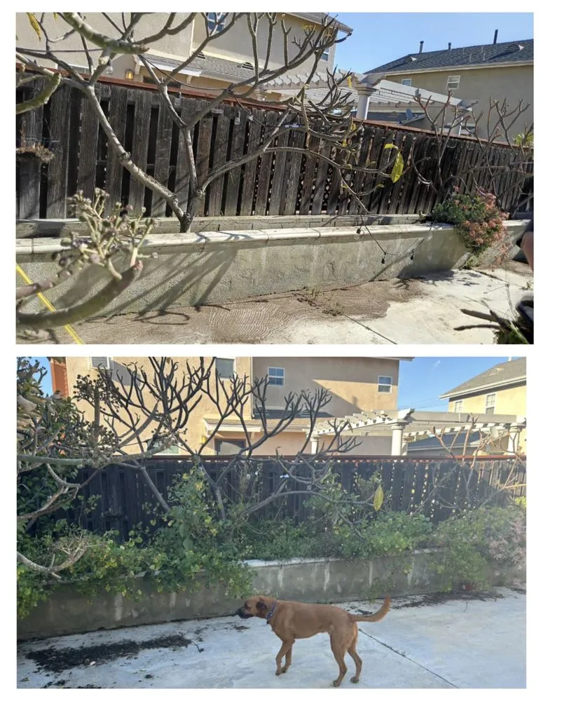 Local lawn care service experts serving West Covina, CA - Manuel's Gardening