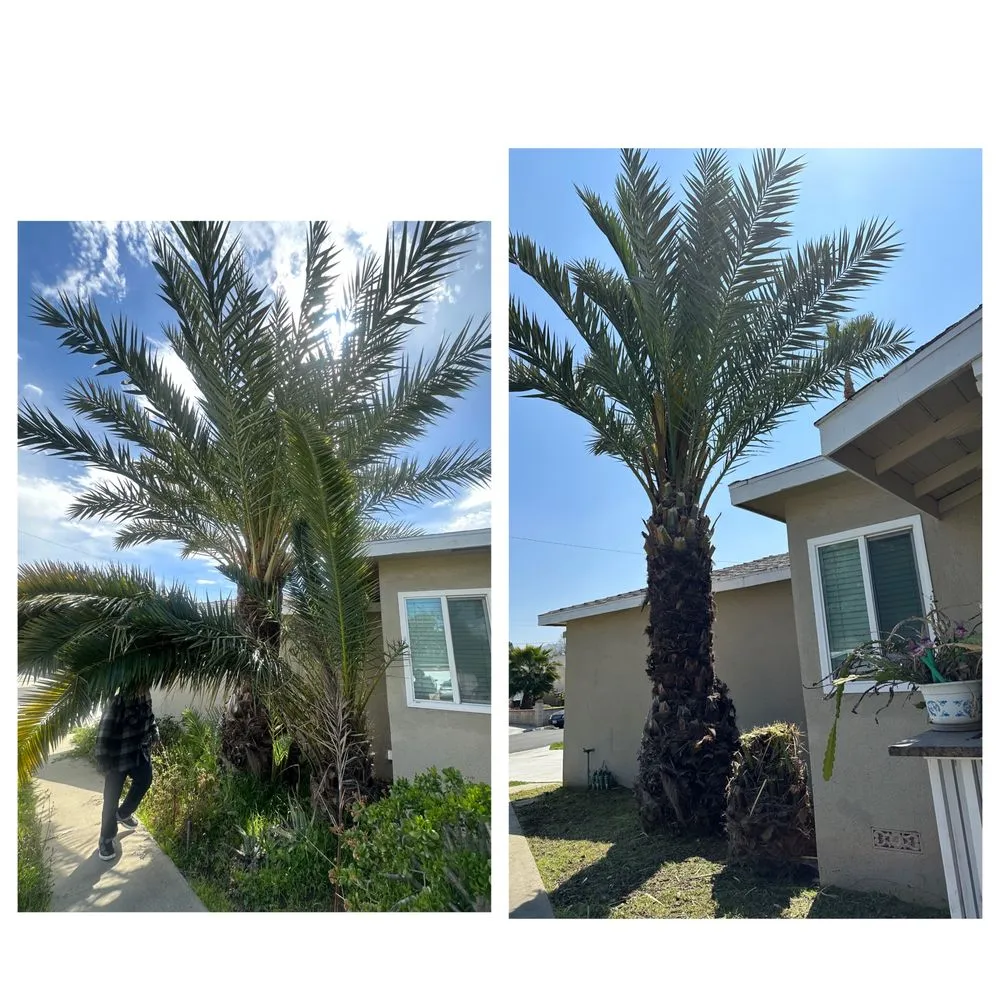 Affordable outdoor landscaping in West Covina, CA by Manuel's Gardening