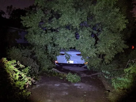 Manuel's Tree & Garden Logo