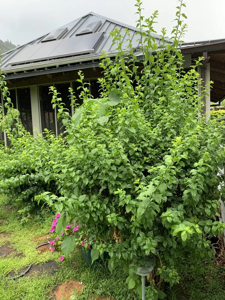 Reliable residential landscaping in Honolulu, HI by Manuel's Yard Service