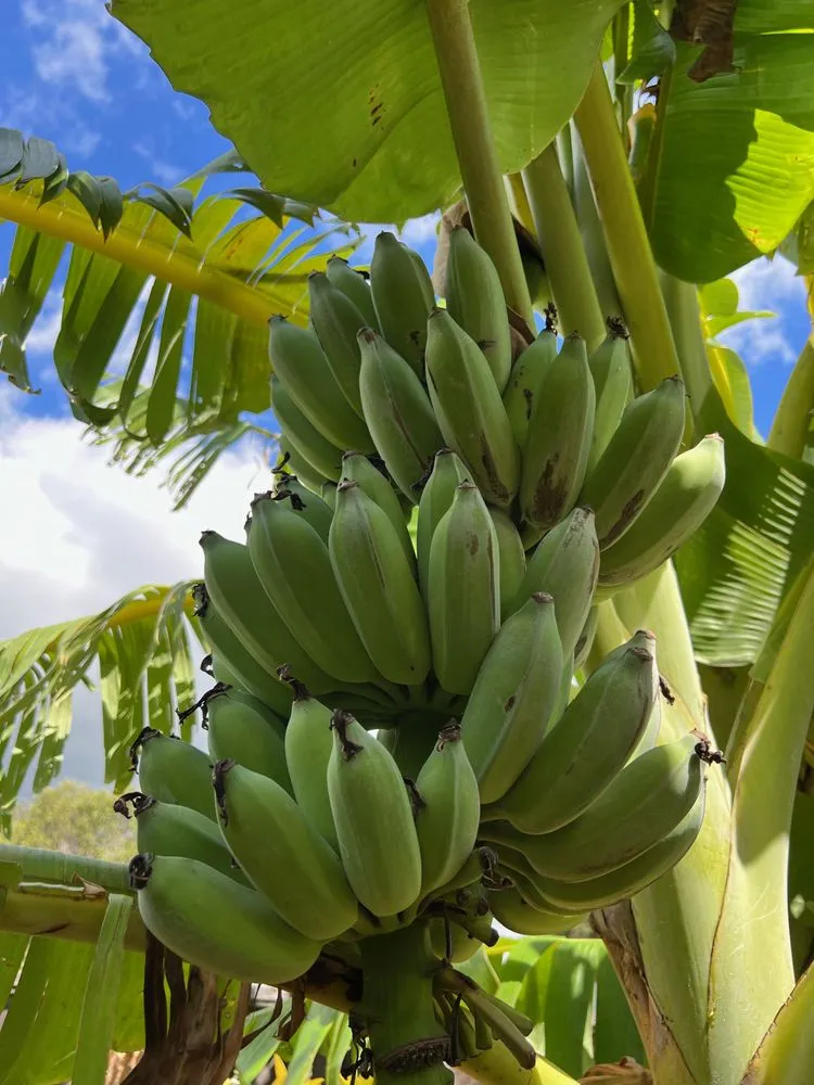 Trusted landscape installation for year-round maintenance in Honolulu, HI by Manuel's Yard Service
