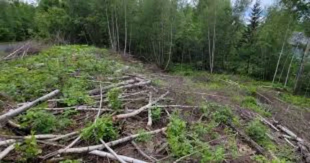 Professional yard cleanup service in Bristol, TN by Many Trades