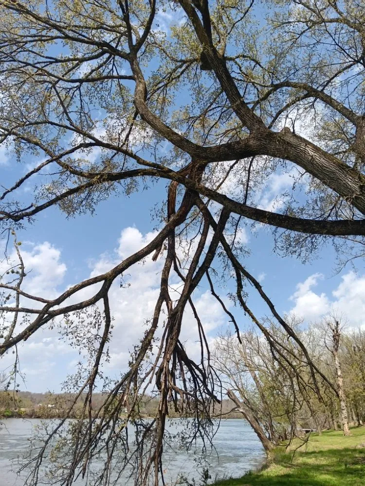 Expert lawn mowing service in Bristol, TN - Many Trades