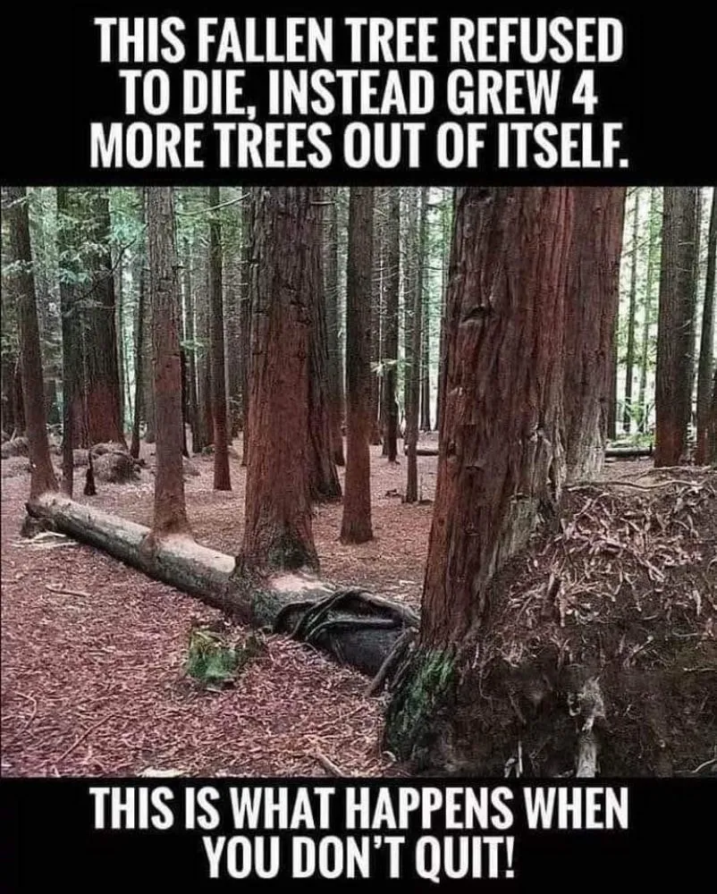 Expert outdoor landscaping for beautiful yards in Bristol, TN by Many Trades