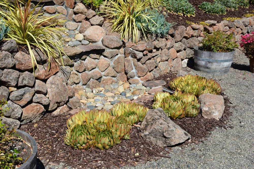 Professional lawn care service for residential properties across Santa Rosa, CA - Manzanita Landscape & Construction