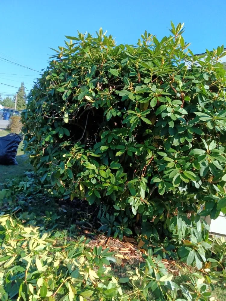 Top-rated outdoor landscaping experts serving Arlington, WA - Manzano Landscaping