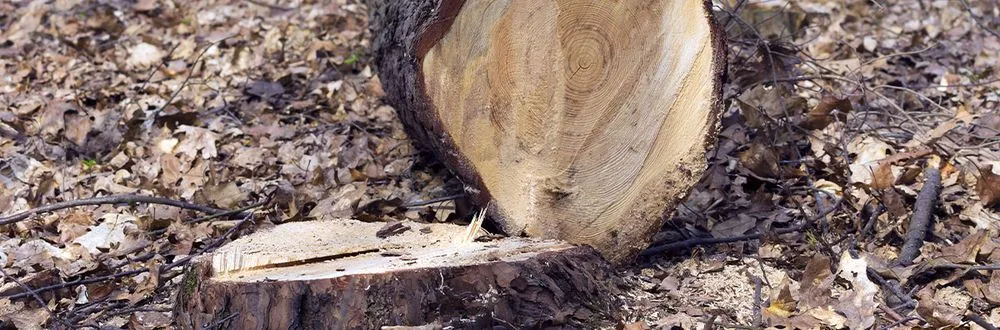 Professional outdoor landscaping in Highland Lakes, NJ - Map Landscaping