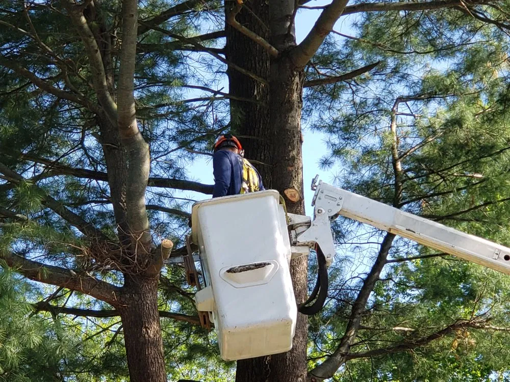 Reliable lawn care service experts serving China Township, MI - Maple Falls