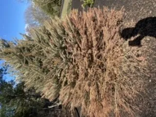 Affordable residential landscaping for outdoor upgrades in Swanzey, NH by Maple Hill Nursery & Green Houses