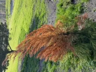 Local landscape installation in Swanzey, NH by Maple Hill Nursery & Green Houses