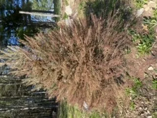 Custom residential landscaping in Swanzey, NH - Maple Hill Nursery & Green Houses