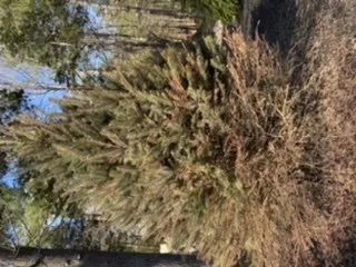 Professional garden landscaping for outdoor upgrades in Swanzey, NH by Maple Hill Nursery & Green Houses