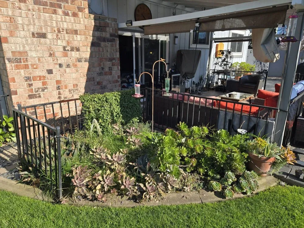 Affordable lawn mowing service for year-round maintenance in Sacramento, CA by Maple Landscaping