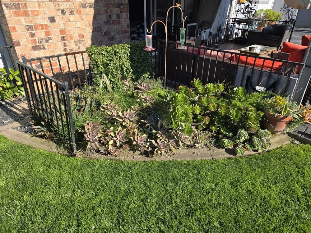 Affordable yard maintenance in Sacramento, CA by Maple Landscaping