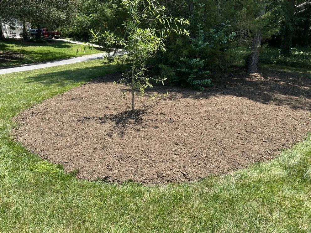 Reliable yard cleanup service experts serving Charlotte, NC - Maple Leaf Landscaping