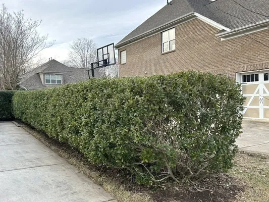 Maple Leaf Landscaping Logo