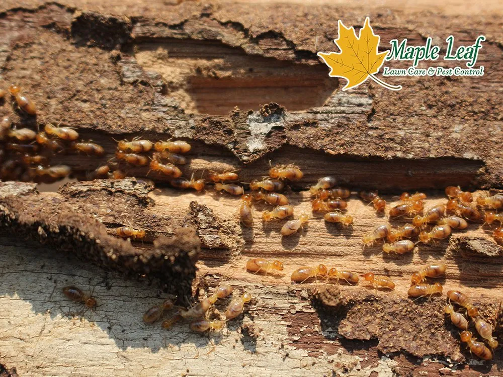 Professional lawn care service in Marietta, GA - Maple Leaf Lawn Care and Pest Control