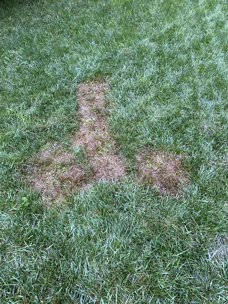 Expert lawn care service in Marietta, GA by Maple Leaf Lawn Care and Pest Control