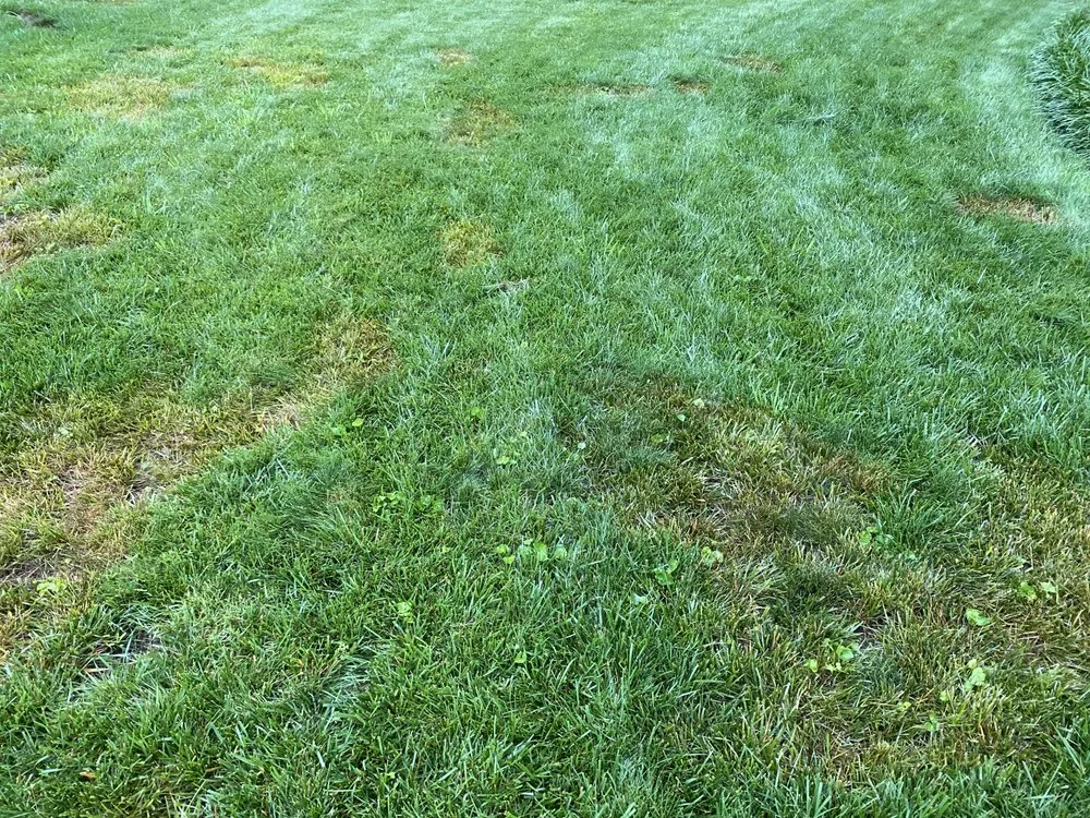 Affordable residential landscaping in Marietta, GA - Maple Leaf Lawn Care and Pest Control