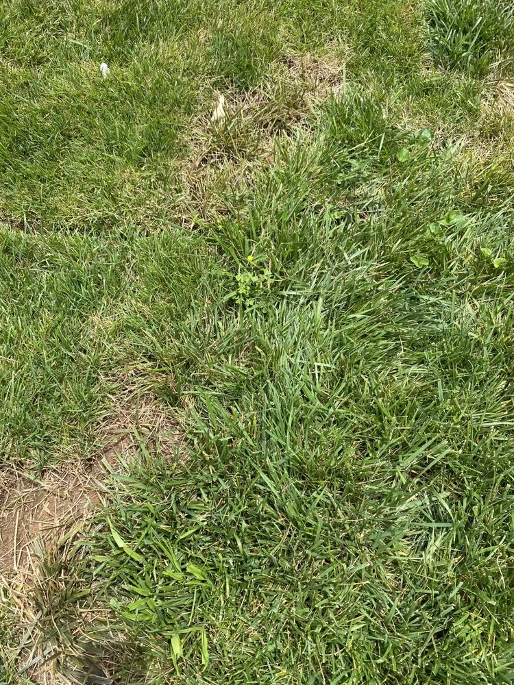 Custom lawn mowing service in Marietta, GA - Maple Leaf Lawn Care and Pest Control