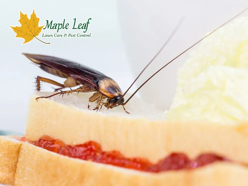 Expert landscape design for year-round maintenance across Marietta, GA - Maple Leaf Lawn Care and Pest Control