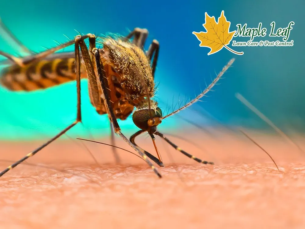 Top-rated landscape design in Marietta, GA - Maple Leaf Lawn Care and Pest Control