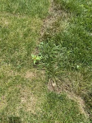 Maple Leaf Lawn Care and Pest Control Logo