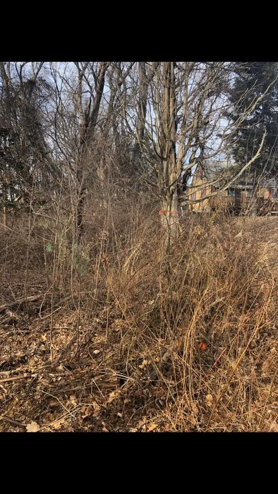 Trusted yard maintenance experts serving Wayland, MA - Maple Tree Landscape