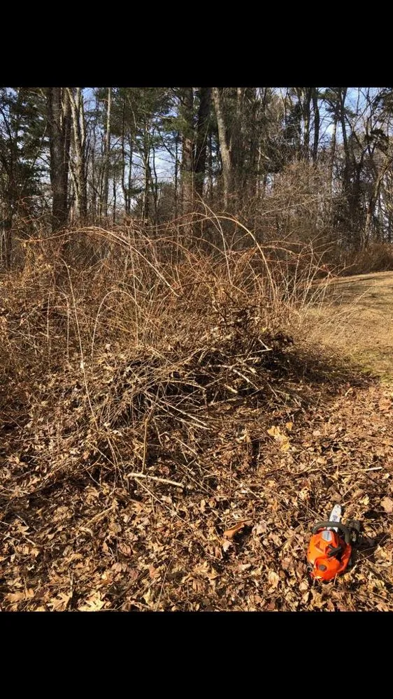 Reliable landscaping services experts serving Wayland, MA - Maple Tree Landscape