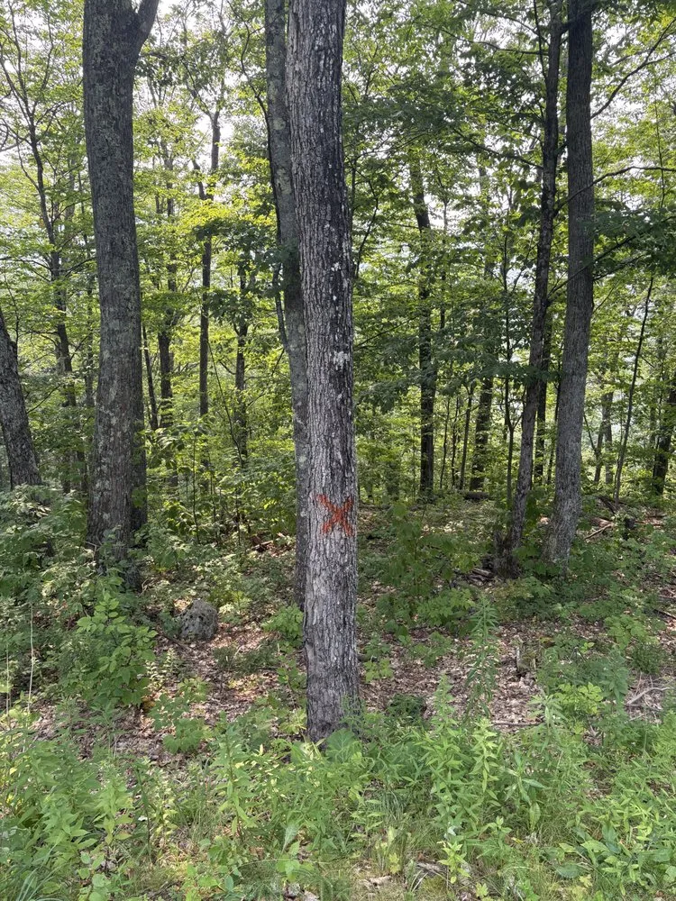 Custom outdoor landscaping for year-round maintenance in Ludlow, VT by Maple Wood Property Solutions