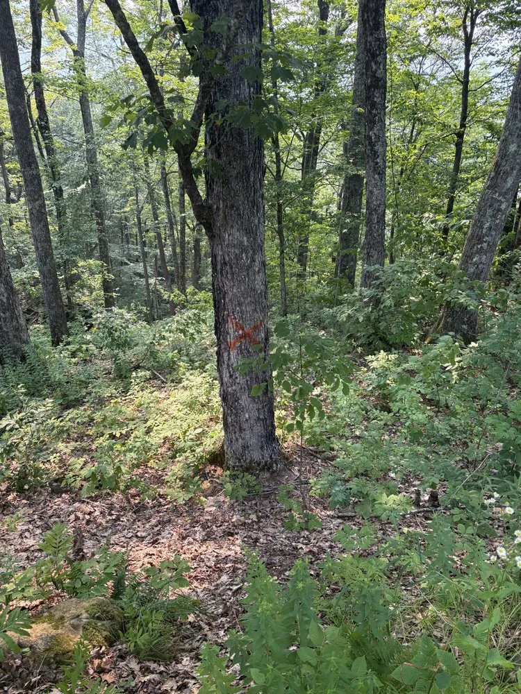 Expert lawn care service experts serving Ludlow, VT - Maple Wood Property Solutions