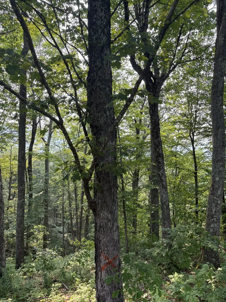 Reliable garden landscaping experts serving Ludlow, VT - Maple Wood Property Solutions