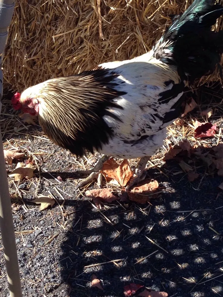 Professional landscaping services for residential properties in Middletown, NY by Maples Farm