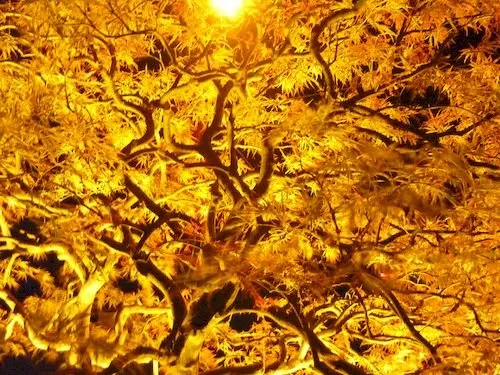 Custom residential landscaping in Portland, OR by Maples Only