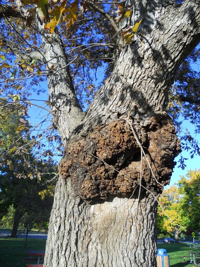 Custom landscape installation experts serving Maplewood, MN - Maplewood Tree Service