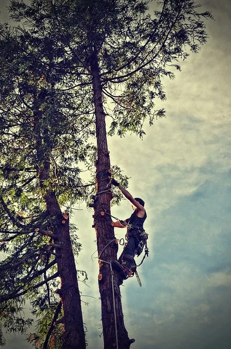 Affordable yard cleanup service in Maplewood, MN - Maplewood Tree Service
