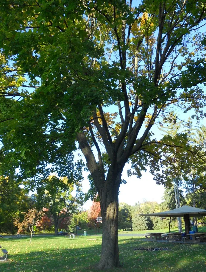Reliable landscape design for year-round maintenance in Maplewood, MN by Maplewood Tree Service