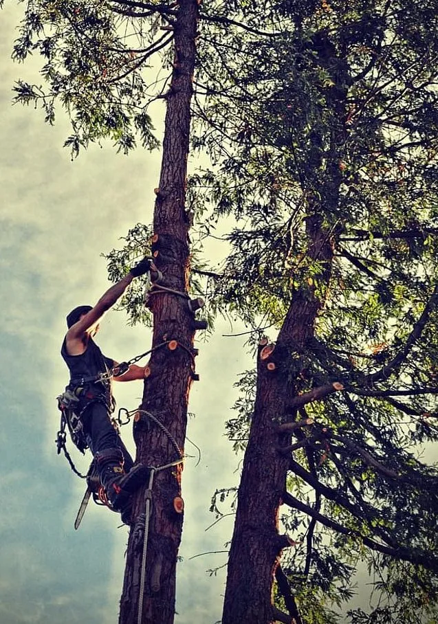 Affordable outdoor landscaping near you across Maplewood, MN - Maplewood Tree Service