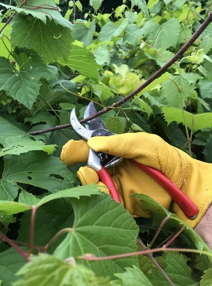 Custom residential landscaping for beautiful yards across Maplewood, MN - Maplewood Tree Service