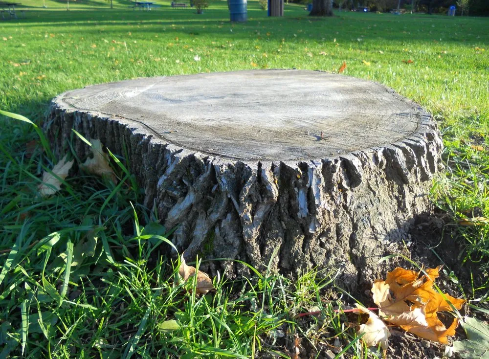Top-rated yard maintenance for year-round maintenance across Maplewood, MN - Maplewood Tree Service