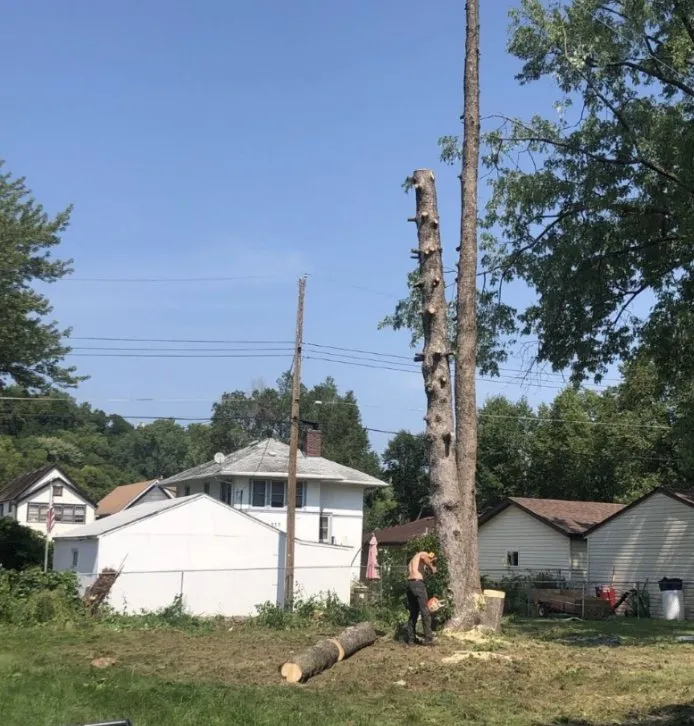Professional landscape installation for homes in Maplewood, MN by Maplewood Tree Service