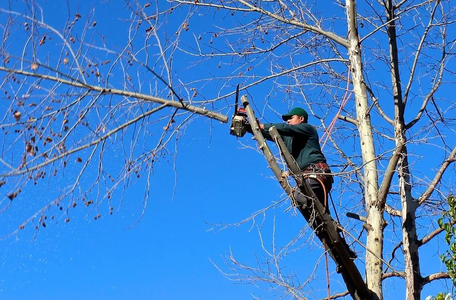 Local lawn care service in Maplewood, MN by Maplewood Tree Service